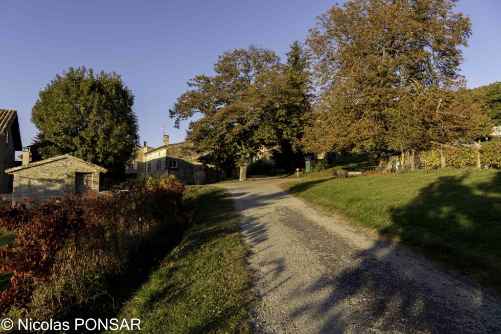 Le chemin d’arrivée au domaine, entre les arbres